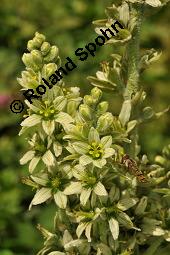 Weier Germer, Gewhnlicher Germer, Veratrum album, Veratrum album, Weier Germer, Gewhnlicher Germer, Melanthiaceae, Blhend Kauf von 01003_veratrum_album_dsc_2467.jpg