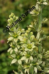 Weier Germer, Gewhnlicher Germer, Veratrum album, Veratrum album, Weier Germer, Gewhnlicher Germer, Melanthiaceae, Blhend Kauf von 01003_veratrum_album_dsc_2468.jpg