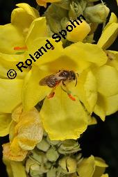 Großblütige Königskerze, Wollblume, Wollkraut, Verbascum densiflorum, Verbascum thapsiforme, Verbascum densiflorum, Verbascum thapsiforme, Großblütige Königskerze, Wollblume, Wollkraut, Scrophulariaceae, Blüte mit Wildbiene, mit Furchenbiene, Halictus sp. oder Lasioglossum sp. Kauf von 01005_verbascum_densiflorum_dsc_6414.jpg