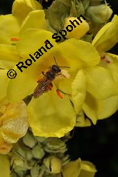 Grobltige Knigskerze, Wollblume, Wollkraut, Verbascum densiflorum, Verbascum thapsiforme, Verbascum densiflorum, Verbascum thapsiforme, Grobltige Knigskerze, Wollblume, Wollkraut, Scrophulariaceae, Blte mit Wildbiene, mit Furchenbiene, Halictus sp. oder Lasioglossum sp. Kauf von 01005_verbascum_densiflorum_dsc_6415.jpg