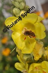 Großblütige Königskerze, Wollblume, Wollkraut, Verbascum densiflorum, Verbascum thapsiforme, Verbascum densiflorum, Verbascum thapsiforme, Großblütige Königskerze, Wollblume, Wollkraut, Scrophulariaceae, Blüte mit Wildbiene, mit Furchenbiene, Halictus sp. oder Lasioglossum sp. Kauf von 01005_verbascum_densiflorum_dsc_6416.jpg