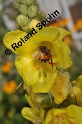 Großblütige Königskerze, Wollblume, Wollkraut, Verbascum densiflorum, Verbascum thapsiforme, Verbascum densiflorum, Verbascum thapsiforme, Großblütige Königskerze, Wollblume, Wollkraut, Scrophulariaceae, Blüte mit Wildbiene, mit Furchenbiene, Halictus sp. oder Lasioglossum sp. Kauf von 01005_verbascum_densiflorum_dsc_6417.jpg