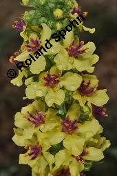 Schwarze Königskerze, Dunkle Königskerze, Dunkles Wollkraut, Verbascum nigrum, Verbascum nigrum, Schwarze Königskerze, Dunkles Wollkraut, Dunkle Königskerze, Scrophulariaceae, Blühend Kauf von 01006_verbascum_nigrum_dsc_4547.jpg