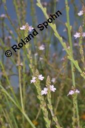 Echtes Eisenkraut, Verveine, Verbena officinalis, Verbena officinalis, Echtes Eisenkraut, Verbenaceae, Blhend Kauf von 01009_verbena_officinalis_dsc_2279.jpg