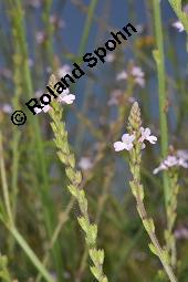 Echtes Eisenkraut, Verveine, Verbena officinalis, Verbena officinalis, Echtes Eisenkraut, Verbenaceae, Blühend Kauf von 01009_verbena_officinalis_dsc_2280.jpg