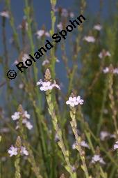 Echtes Eisenkraut, Verveine, Verbena officinalis, Verbena officinalis, Echtes Eisenkraut, Verbenaceae, Blühend Kauf von 01009_verbena_officinalis_dsc_2281.jpg