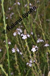 Echtes Eisenkraut, Verveine, Verbena officinalis, Verbena officinalis, Echtes Eisenkraut, Verbenaceae, Blühend Kauf von 01009_verbena_officinalis_dsc_2282.jpg