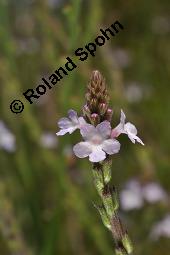 Echtes Eisenkraut, Verveine, Verbena officinalis, Verbena officinalis, Echtes Eisenkraut, Verbenaceae, Blühend Kauf von 01009_verbena_officinalis_dsc_2283.jpg