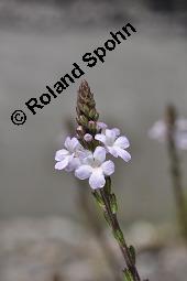 Echtes Eisenkraut, Verveine, Verbena officinalis, Verbena officinalis, Echtes Eisenkraut, Verbenaceae, Blhend Kauf von 01009_verbena_officinalis_dsc_2509.jpg