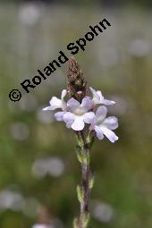 Echtes Eisenkraut, Verveine, Verbena officinalis, Verbena officinalis, Echtes Eisenkraut, Verbenaceae, Blühend Kauf von 01009_verbena_officinalis_dsc_2510.jpg