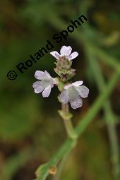 Echtes Eisenkraut, Verveine, Verbena officinalis, Verbena officinalis, Echtes Eisenkraut, Verbenaceae, Blühend Kauf von 01009_verbena_officinalis_dsc_3059.jpg