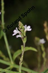 Echtes Eisenkraut, Verveine, Verbena officinalis, Verbena officinalis, Echtes Eisenkraut, Verbenaceae, Blühend Kauf von 01009_verbena_officinalis_dsc_3060.jpg