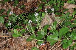 Echter Ehrenpreis, Wald-Ehrenpreis, Veronica officinalis, Veronica officinalis, Echter Ehrenpreis, Wald-Ehrenpreis, Plantaginaceae, Blhend Kauf von 01010_veronica_officinalis_dsc_2492.jpg