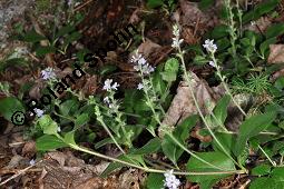 Echter Ehrenpreis, Wald-Ehrenpreis, Veronica officinalis, Veronica officinalis, Echter Ehrenpreis, Wald-Ehrenpreis, Plantaginaceae, Blhend Kauf von 01010_veronica_officinalis_dsc_2493.jpg