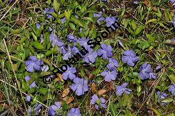 Kleines Immergrn, Vinca minor, Apocynaceae, Vinca minor, Kleines Immergrn, Blhend Kauf von 01013_vinca_minor_dsc_3310.jpg