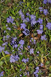 Kleines Immergrün, Vinca minor, Apocynaceae, Vinca minor, Kleines Immergrün, Blühend Kauf von 01013_vinca_minor_dsc_3311.jpg
