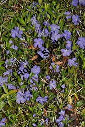 Kleines Immergrün, Vinca minor, Apocynaceae, Vinca minor, Kleines Immergrün, Blühend Kauf von 01013_vinca_minor_dsc_3311.jpg