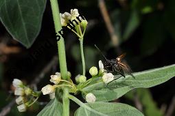 Weie Schwalbenwurz, Vincetoxicum hirundinaria, Vincetoxicum officinale, Cynanchum hirundinaria, Vincetoxicum hirundinaria, Vincetoxicum officinale, Cynanchum vincetoxicum, Weie Schwalbenwurz, Asclepiadaceae, mit Rostpilz, Rostpilz Cronartium flaccidum, Uredosporen auf Vincetoxicum hirundinaria, wechselt dann zu Pinus sylvestris Kauf von 01014_vincetoxicum_hirundinaria_dsc_1576.jpg