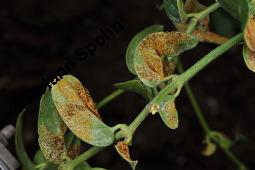 Weiße Schwalbenwurz, Vincetoxicum hirundinaria, Vincetoxicum officinale, Cynanchum hirundinaria, Vincetoxicum hirundinaria, Vincetoxicum officinale, Cynanchum vincetoxicum, Weiße Schwalbenwurz, Asclepiadaceae, mit Rostpilz, Rostpilz Cronartium flaccidum, Uredosporen auf Vincetoxicum hirundinaria, wechselt dann zu Pinus sylvestris Kauf von 01014_vincetoxicum_hirundinaria_dsc_7104.jpg