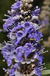 Mnchspfeffer, Keuschlamm, Vitex agnus-castus, Vitex agnus-castus, Mnchspfeffer, Keuschlamm, Verbenaceae, Blhend Kauf von 01017_vitex_agnus-castus_dsc_6895.jpg