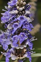 Mönchspfeffer, Keuschlamm, Vitex agnus-castus, Vitex agnus-castus, Mönchspfeffer, Keuschlamm, Verbenaceae, Blühend Kauf von 01017_vitex_agnus-castus_dsc_6896.jpg