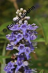 Mönchspfeffer, Keuschlamm, Vitex agnus-castus, Vitex agnus-castus, Mönchspfeffer, Keuschlamm, Verbenaceae, Blühend Kauf von 01017_vitex_agnus-castus_dsc_6898.jpg