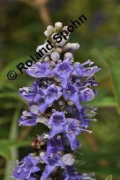 Mönchspfeffer, Keuschlamm, Vitex agnus-castus, Vitex agnus-castus, Mönchspfeffer, Keuschlamm, Verbenaceae, Blühend Kauf von 01017_vitex_agnus-castus_dsc_6899.jpg