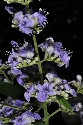 Mönchspfeffer, Keuschlamm, Vitex agnus-castus, Vitex agnus-castus, Mönchspfeffer, Keuschlamm, Verbenaceae, Blühend Kauf von 01017_vitex_agnus_castus_dsc_6683.jpg