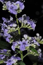Mönchspfeffer, Keuschlamm, Vitex agnus-castus, Vitex agnus-castus, Mönchspfeffer, Keuschlamm, Verbenaceae, Blühend Kauf von 01017_vitex_agnus_castus_dsc_6684.jpg
