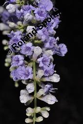 Mönchspfeffer, Keuschlamm, Vitex agnus-castus, Vitex agnus-castus, Mönchspfeffer, Keuschlamm, Verbenaceae, Blühend Kauf von 01017_vitex_agnus_castus_dsc_6685.jpg