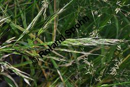 Wildreis, Kanadischer Wildreis, Indianerreis, Zizania aquatica, Zizania palustris, Poaceae, Zizania aquatica, Zizania palustris, Wildreis, Kanadischer Wildreis, Indianerreis, fruchtend Kauf von 01097_zizania_aquatica_dsc_0418.jpg