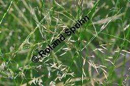 Wildreis, Kanadischer Wildreis, Indianerreis, Zizania aquatica, Zizania palustris, Poaceae, Zizania aquatica, Zizania palustris, Wildreis, Kanadischer Wildreis, Indianerreis, fruchtend Kauf von 01097_zizania_aquatica_dsc_0420.jpg