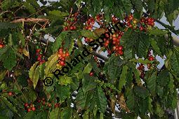 Arabischer Kaffee, Berg-Kaffee, Kaffeestrauch, Coffea arabica, Rubiaceae, Coffea arabica, Arabischer Kaffee, Berg-Kaffee, Kaffeestrauch, fruchtend Kauf von 01176_coffea_arabica_dsc_1629.jpg