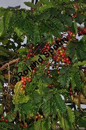 Arabischer Kaffee, Berg-Kaffee, Kaffeestrauch, Coffea arabica, Rubiaceae, Coffea arabica, Arabischer Kaffee, Berg-Kaffee, Kaffeestrauch, fruchtend Kauf von 01176_coffea_arabica_dsc_1630.jpg