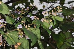 Blauglockenbaum, Paulownie, Paulownia tomentosa, Paulownia imperialis, Paulownia tomentosa, Paulownia imperialis, Blauglockenbaum, Paulownie, Paulowniaceae/Scrophulariaceae, Blühend Kauf von 01179_paulownia_tomentosa_dsc_7972.jpg