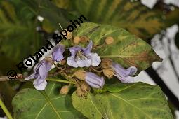 Blauglockenbaum, Paulownie, Paulownia tomentosa, Paulownia imperialis, Paulownia tomentosa, Paulownia imperialis, Blauglockenbaum, Paulownie, Paulowniaceae/Scrophulariaceae, Blühend Kauf von 01179_paulownia_tomentosa_dsc_7973.jpg