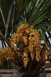 Japanische Hanfpalme, Chinesische Hanfpalme, Trachycarpus fortunei, Chamaerops excelsus, Trachycarpus fortunei, Chamaerops excelsus, Japanische Hanfpalme, Chinesische Hanfpalme, Arecaceae, Blühend Kauf von 01182_trachycarpus_fortunei_dsc_4170.jpg