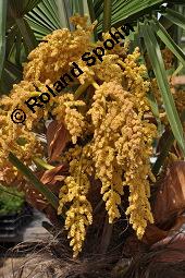 Japanische Hanfpalme, Chinesische Hanfpalme, Trachycarpus fortunei, Chamaerops excelsus, Trachycarpus fortunei, Chamaerops excelsus, Japanische Hanfpalme, Chinesische Hanfpalme, Arecaceae, Blühend Kauf von 01182_trachycarpus_fortunei_dsc_4172.jpg