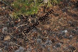 Wald-Kiefer, Wald-Fhre, Forle, Forche, Pinus sylvestris, Pinus sylvestris, Wald-Kiefer, Fhre, Forche, Forle, Wald-Fhre, Pinaceae, Zapfen Kauf von 01189_pinus_sylvestris_dsc_1179.jpg