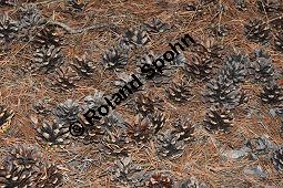 Wald-Kiefer, Wald-Fhre, Forle, Forche, Pinus sylvestris, Pinus sylvestris, Wald-Kiefer, Fhre, Forche, Forle, Wald-Fhre, Pinaceae, Zapfen Kauf von 01189_pinus_sylvestris_dsc_1180.jpg