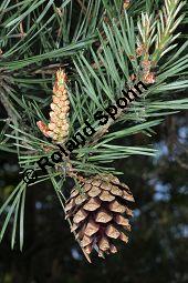 Wald-Kiefer, Wald-Föhre, Forle, Forche, Pinus sylvestris, Pinus sylvestris, Wald-Kiefer, Föhre, Forche, Forle, Wald-Föhre, Pinaceae, Zapfen Kauf von 01189_pinus_sylvestris_dsc_3789.jpg