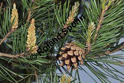 Wald-Kiefer, Wald-Föhre, Forle, Forche, Pinus sylvestris, Pinus sylvestris, Wald-Kiefer, Föhre, Forche, Forle, Wald-Föhre, Pinaceae, Zapfen Kauf von 01189_pinus_sylvestris_dsc_3790.jpg