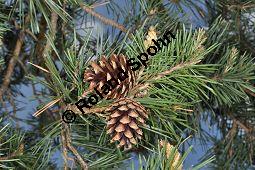 Wald-Kiefer, Wald-Fhre, Forle, Forche, Pinus sylvestris, Pinus sylvestris, Wald-Kiefer, Fhre, Forche, Forle, Wald-Fhre, Pinaceae, Zapfen Kauf von 01189_pinus_sylvestris_dsc_3791.jpg