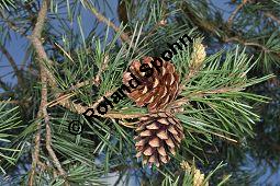 Wald-Kiefer, Wald-Föhre, Forle, Forche, Pinus sylvestris, Pinus sylvestris, Wald-Kiefer, Föhre, Forche, Forle, Wald-Föhre, Pinaceae, Zapfen Kauf von 01189_pinus_sylvestris_dsc_3792.jpg