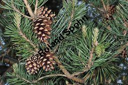 Wald-Kiefer, Wald-Fhre, Forle, Forche, Pinus sylvestris, Pinus sylvestris, Wald-Kiefer, Fhre, Forche, Forle, Wald-Fhre, Pinaceae, Zapfen Kauf von 01189_pinus_sylvestris_dsc_3794.jpg