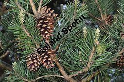 Wald-Kiefer, Wald-Fhre, Forle, Forche, Pinus sylvestris, Pinus sylvestris, Wald-Kiefer, Fhre, Forche, Forle, Wald-Fhre, Pinaceae, Zapfen Kauf von 01189_pinus_sylvestris_dsc_3795.jpg