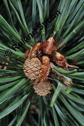 Wald-Kiefer, Wald-Fhre, Forle, Forche, Pinus sylvestris, Pinus sylvestris, Wald-Kiefer, Fhre, Forche, Forle, Wald-Fhre, Pinaceae, Zapfen Kauf von 01189_pinus_sylvestris_dsc_4541.jpg