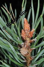 Wald-Kiefer, Wald-Föhre, Forle, Forche, Pinus sylvestris, Pinus sylvestris, Wald-Kiefer, Föhre, Forche, Forle, Wald-Föhre, Pinaceae, Zapfen Kauf von 01189_pinus_sylvestris_dsc_4542.jpg