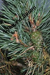 Wald-Kiefer, Wald-Fhre, Forle, Forche, Pinus sylvestris, Pinus sylvestris, Wald-Kiefer, Fhre, Forche, Forle, Wald-Fhre, Pinaceae, Zapfen Kauf von 01189_pinus_sylvestris_dsc_4543.jpg