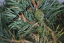 Wald-Kiefer, Wald-Fhre, Forle, Forche, Pinus sylvestris, Pinus sylvestris, Wald-Kiefer, Fhre, Forche, Forle, Wald-Fhre, Pinaceae, Zapfen Kauf von 01189_pinus_sylvestris_dsc_4545.jpg